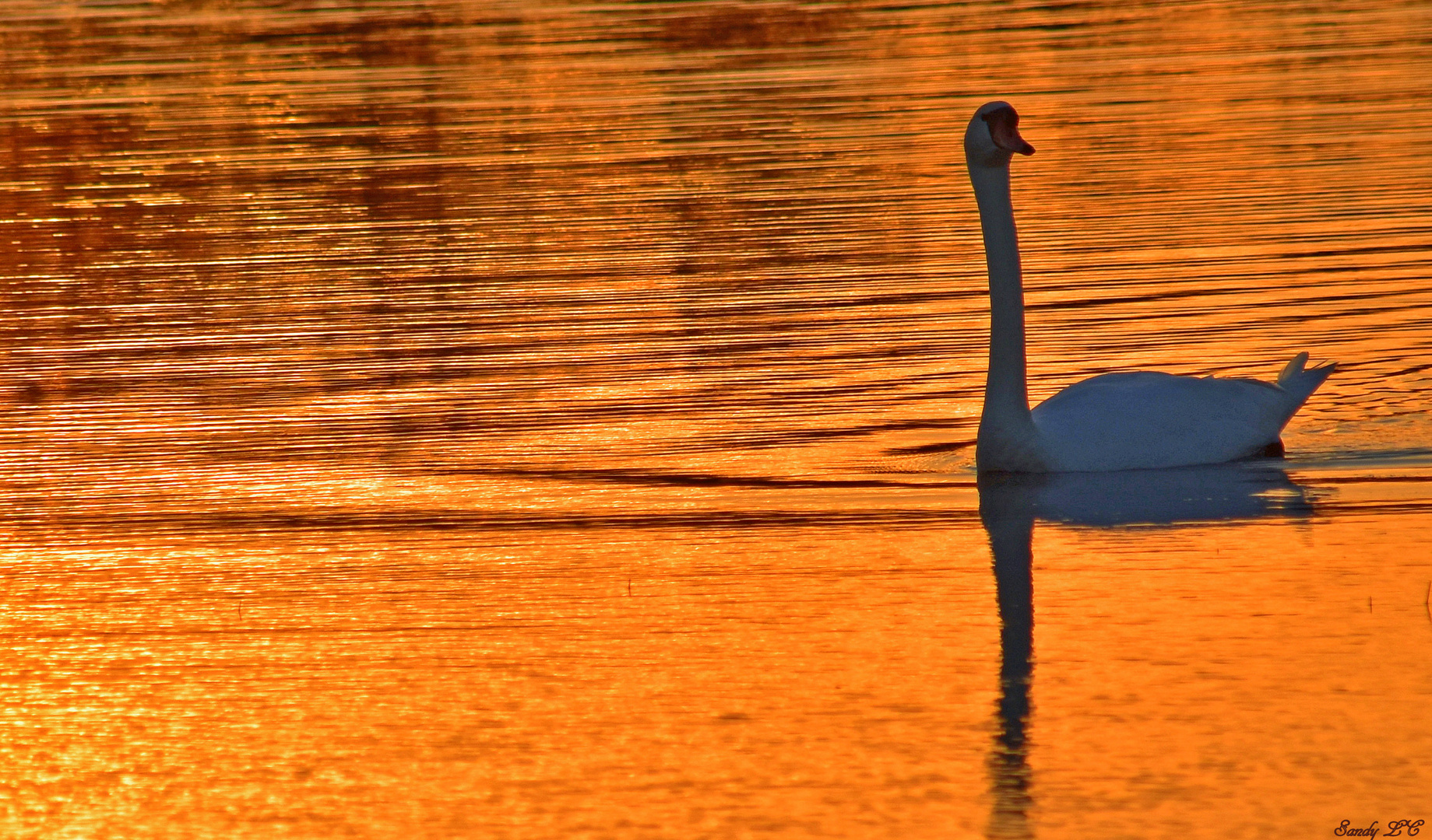 Reflets d'or