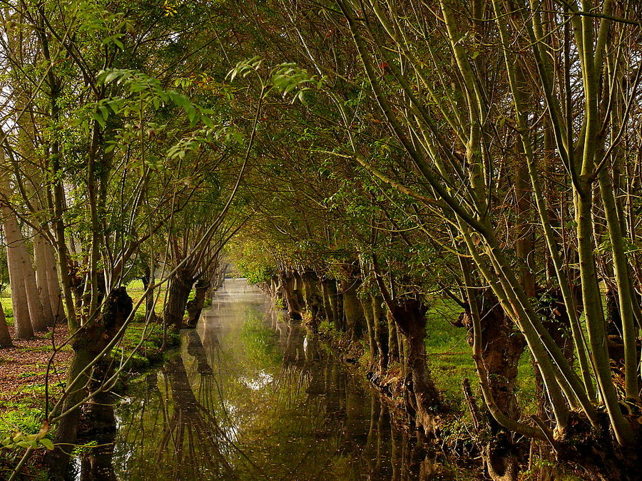 reflets du marais