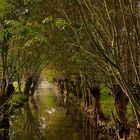 reflets du marais