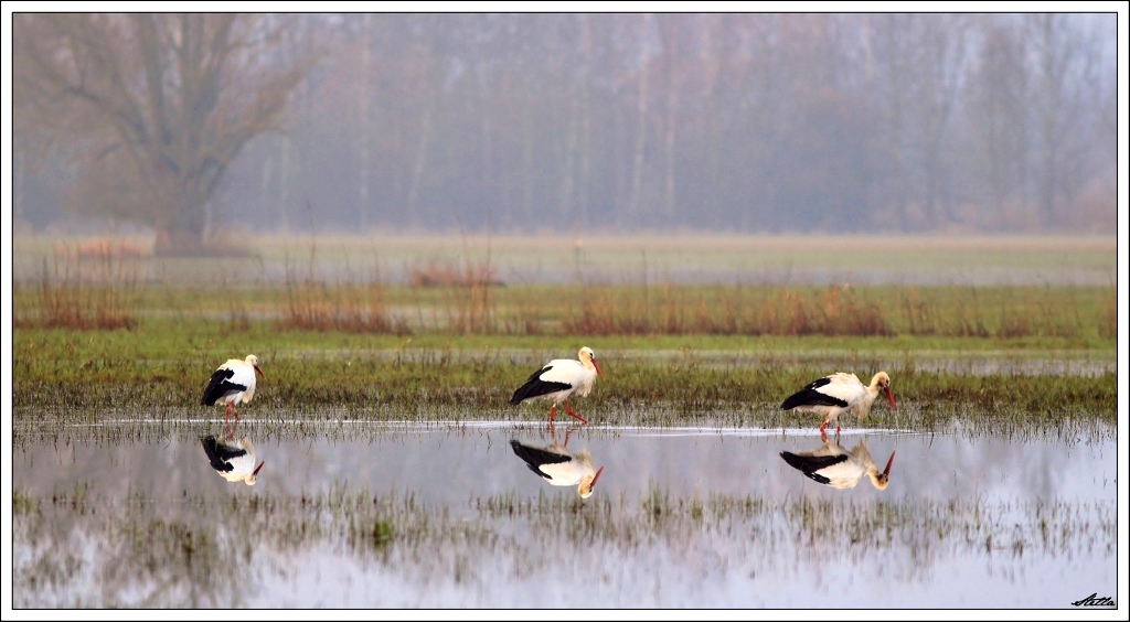 Reflets du matin