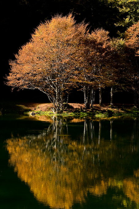 Reflets d'un arbre aux feuilles d'Or de herve008 