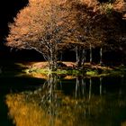 Reflets d'un arbre aux feuilles d'Or