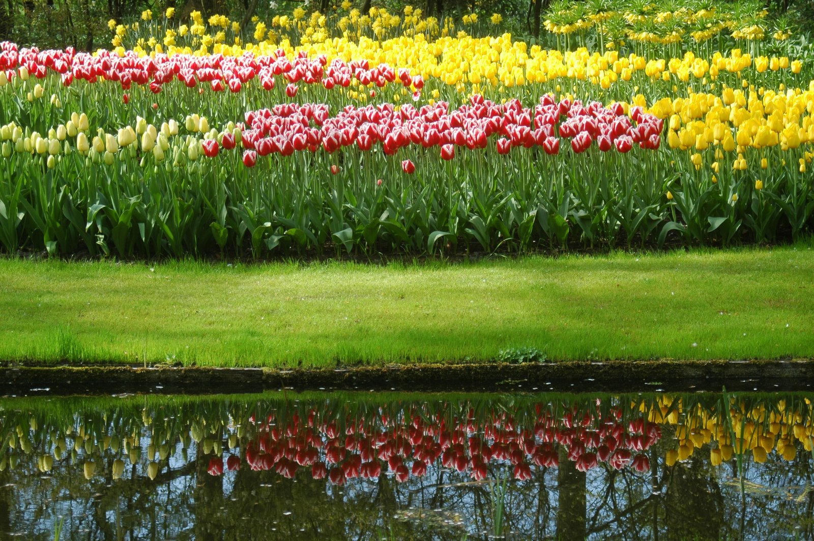 Reflets - Parc floral de KEUKENHOF -