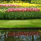 Reflets - Parc floral de KEUKENHOF -