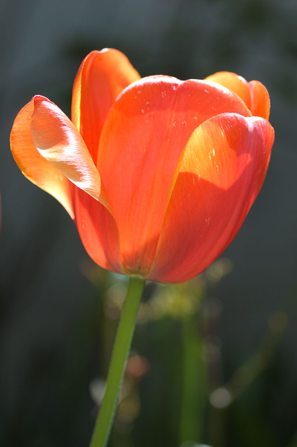 Reflets rouges