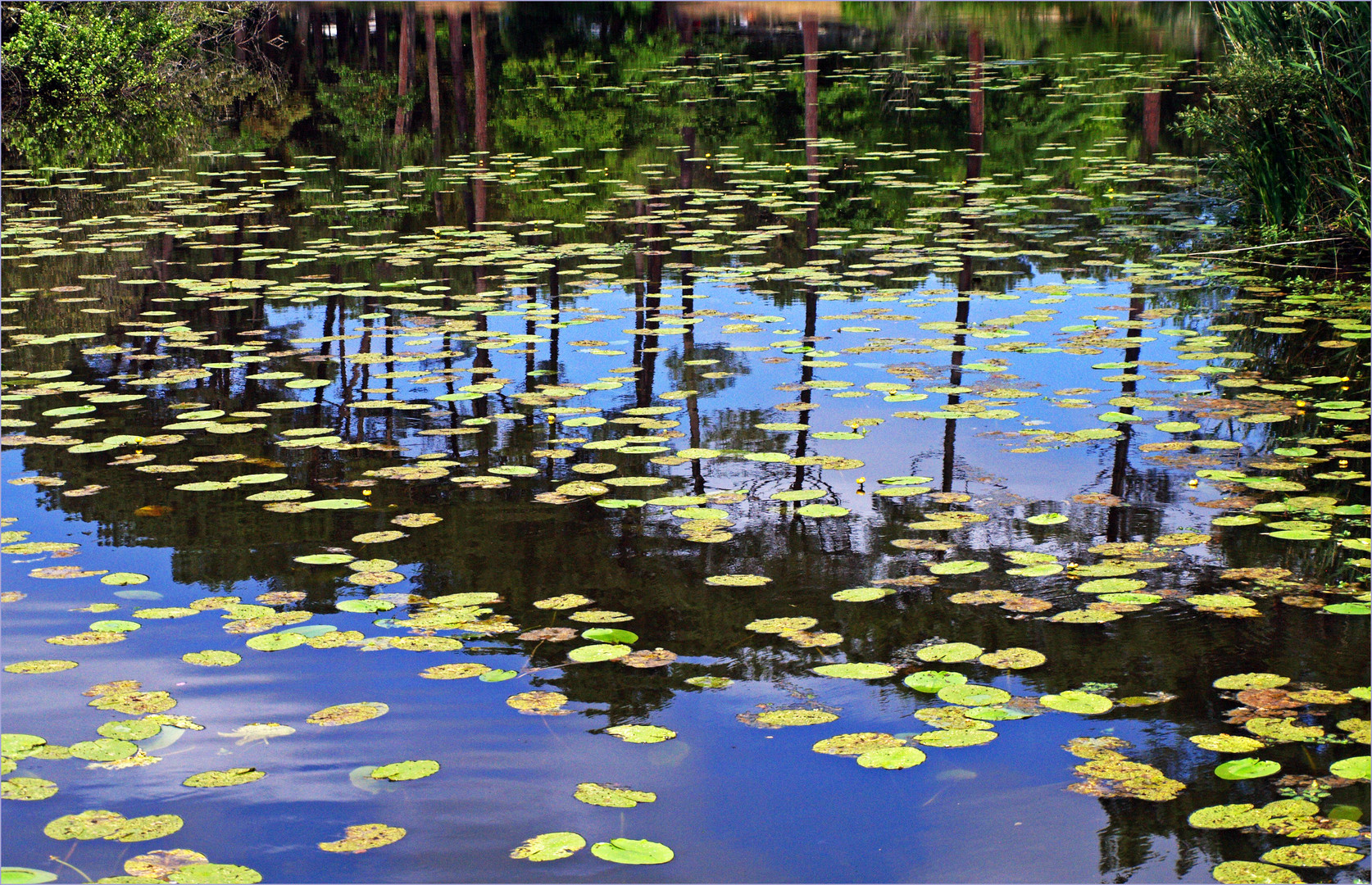 Reflets sur le lac d’Aureilhan-Mimizan -- Spiegelungen am Aureilhan-Mimizan See