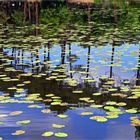 Reflets sur le lac d’Aureilhan-Mimizan -- Spiegelungen am Aureilhan-Mimizan See