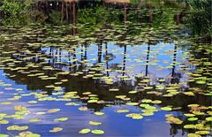Reflets sur le lac d’Aureilhan-Mimizan -- Spiegelungen am Aureilhan-Mimizan See
