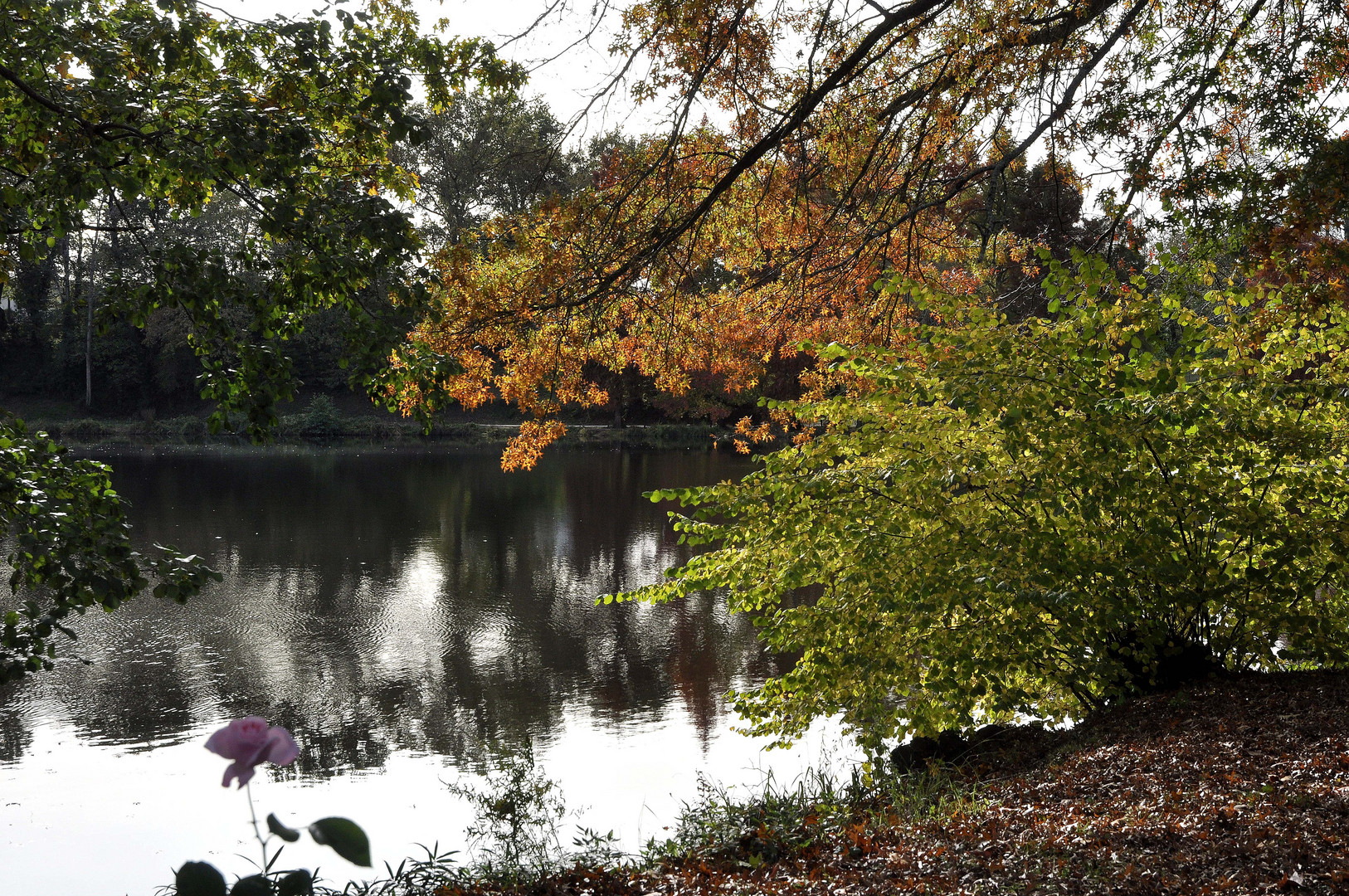 reflets sur le lac de chrystus (st paul les dax !