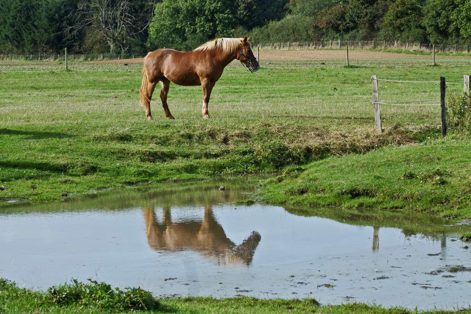 Reflets sur l'eau