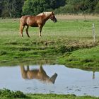 Reflets sur l'eau