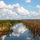 Reflets sur les Everglades