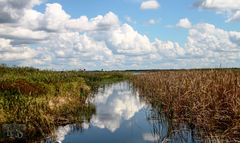 Reflets sur les Everglades
