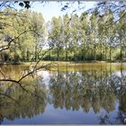 Reflets sur l'étang