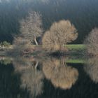 REFLETS SUR L'ETANG