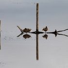 reflets sur l'étang