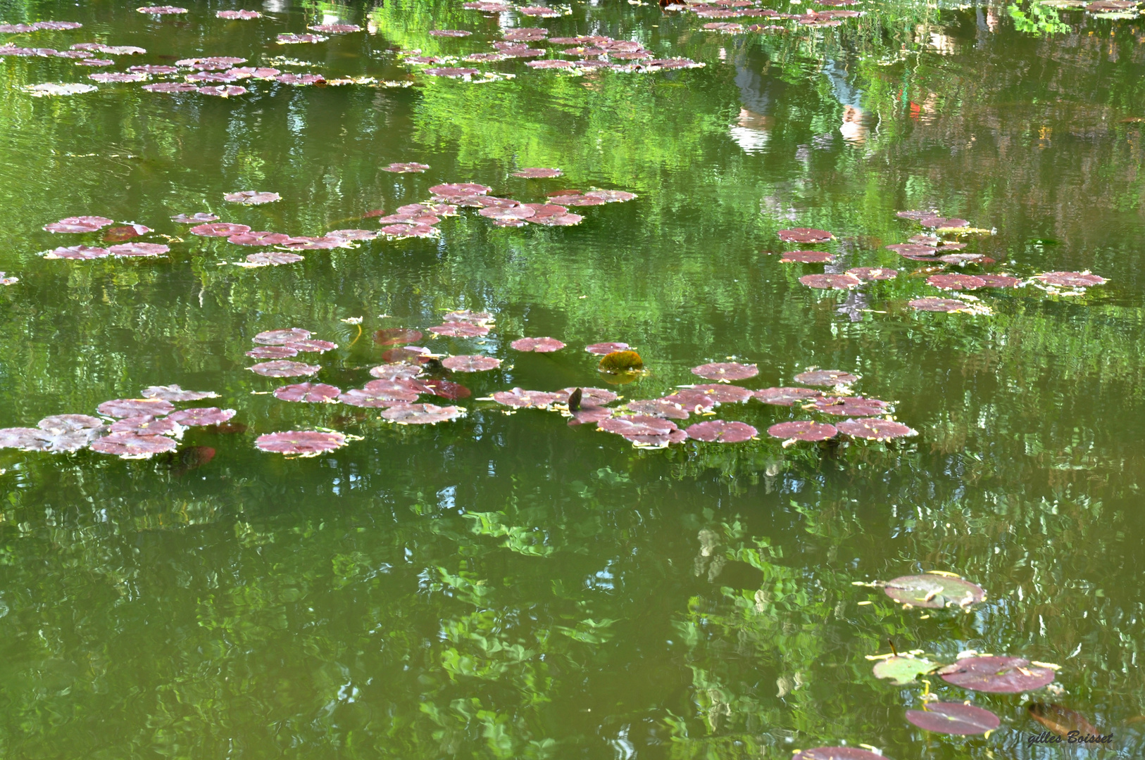 reflets sur l'étang des nymphéas