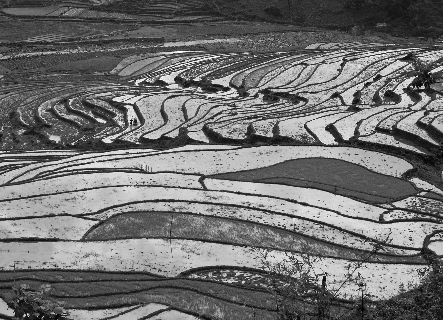 Reflets sur rizières