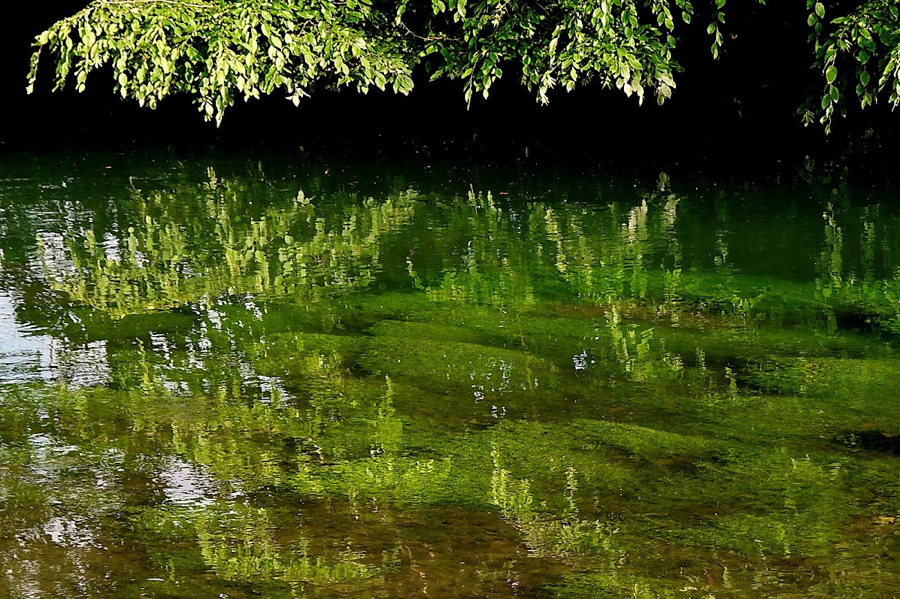 Reflets verts à la Scarpe