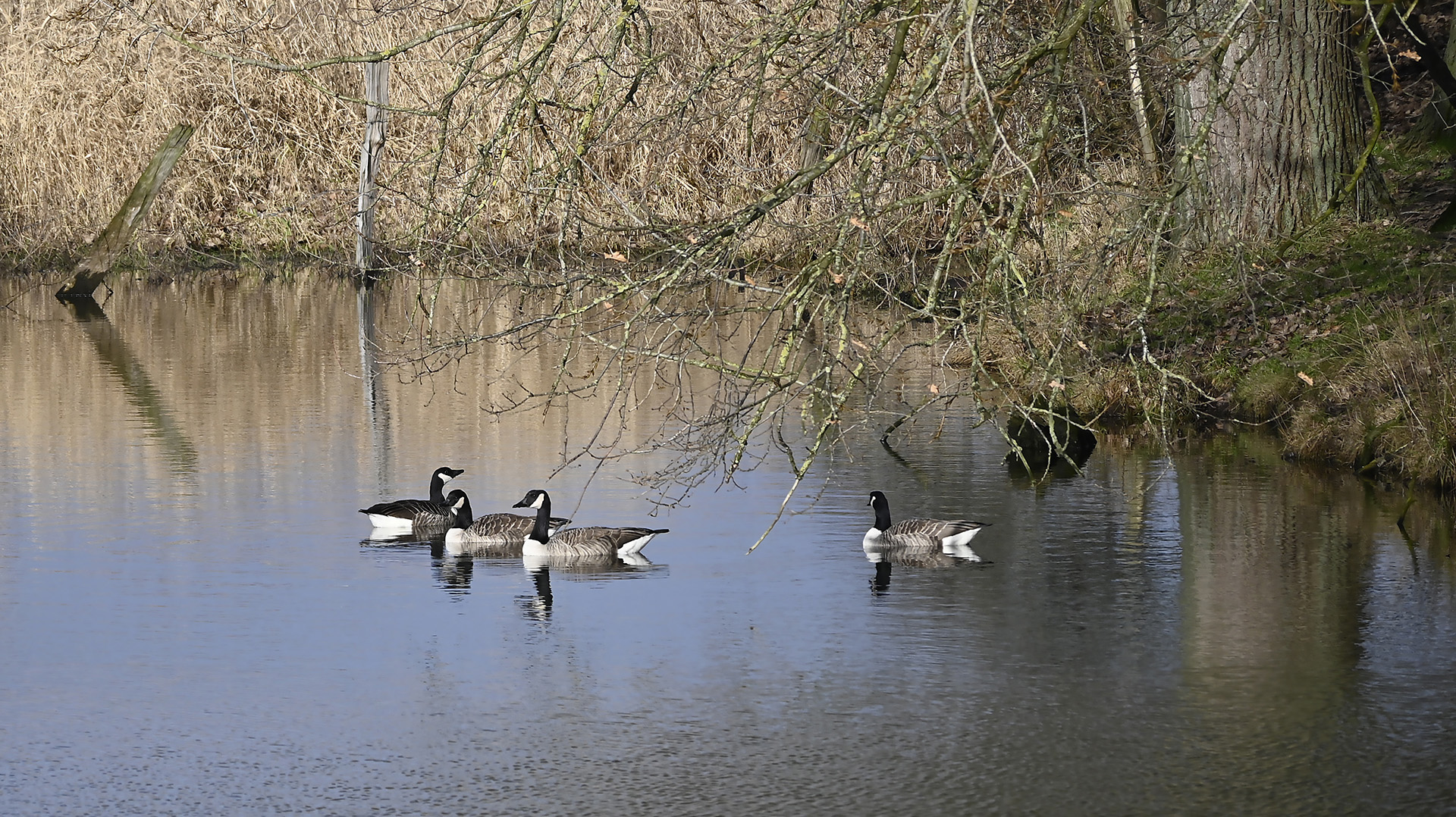 Reflexe auf der Oberfläche des Lippe-Altarmes mit Kanadagänsen (NSG 'Am Tibaum')