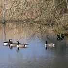 Reflexe auf der Oberfläche des Lippe-Altarmes mit Kanadagänsen (NSG 'Am Tibaum')