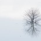 Reflexe d'arbre