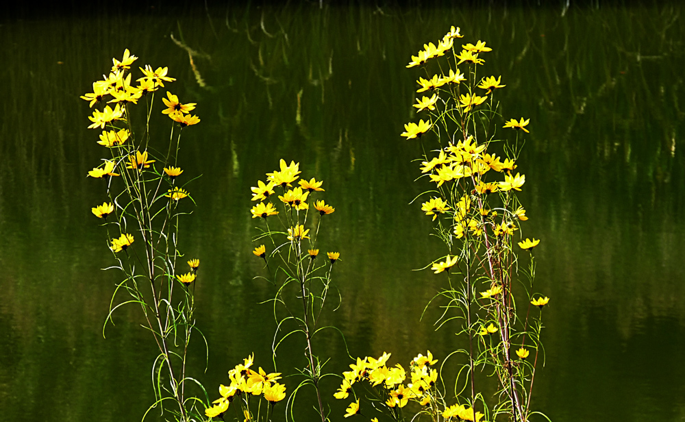 REFLEXE ÜBER WASSER