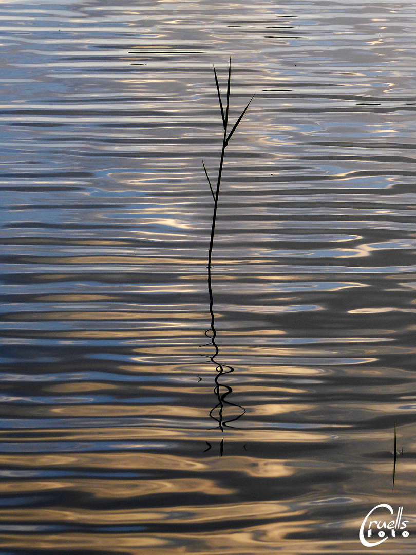 reflexes a Canelles (10)