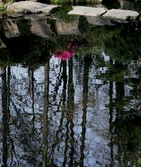 Réflexion à l'azalée