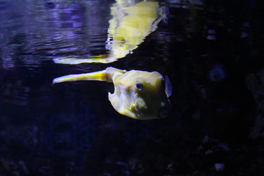 Reflexion... Kuhfisch im Meereszentrum Fehmarn