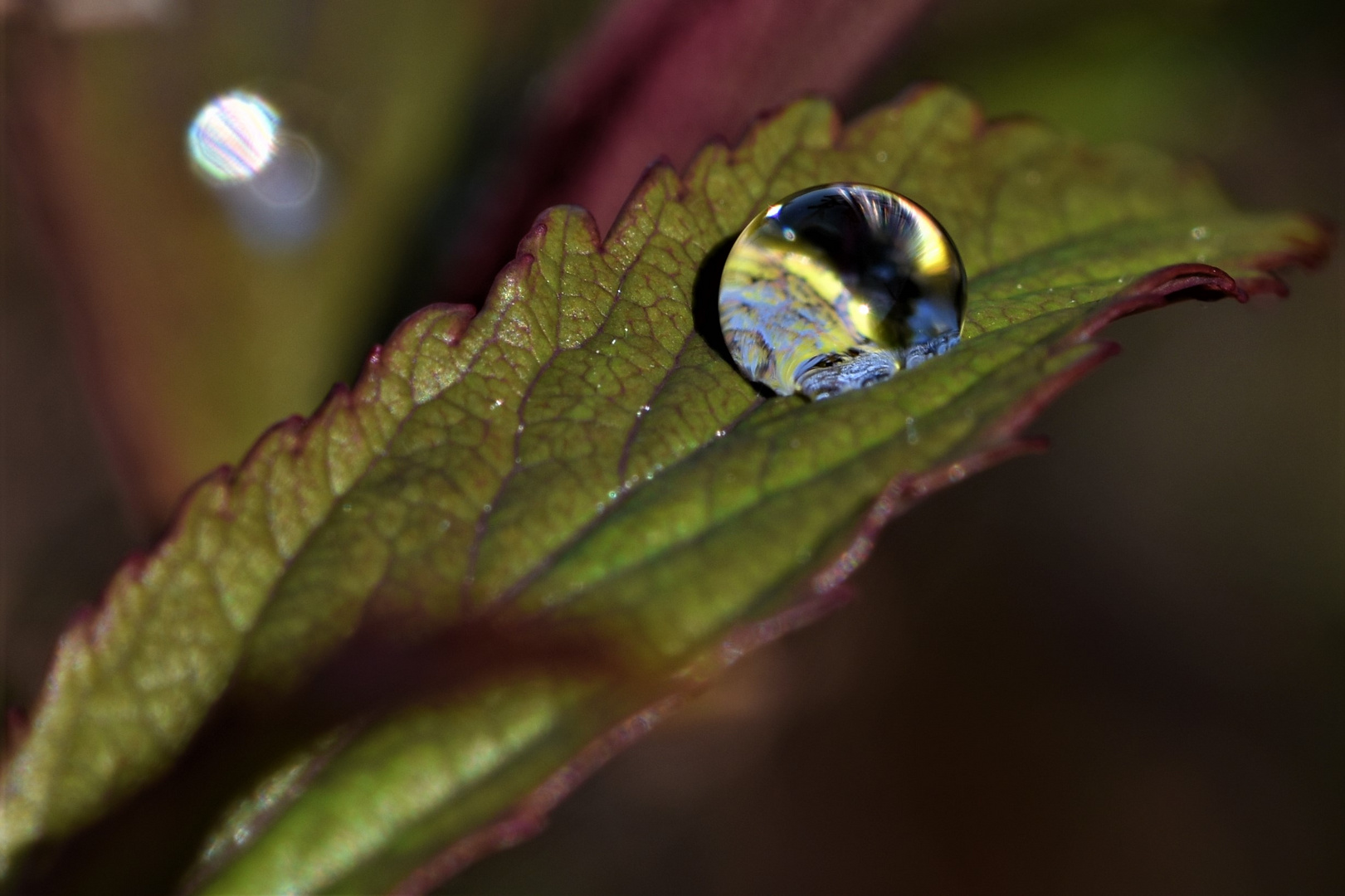 Reflexion sur la vie/reflection on life