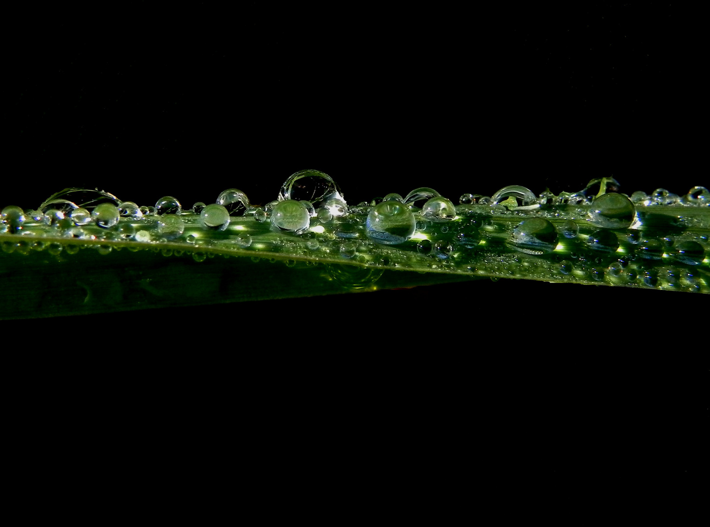 Reflexionen Foto & Bild | makro, natur, tau Bilder auf fotocommunity