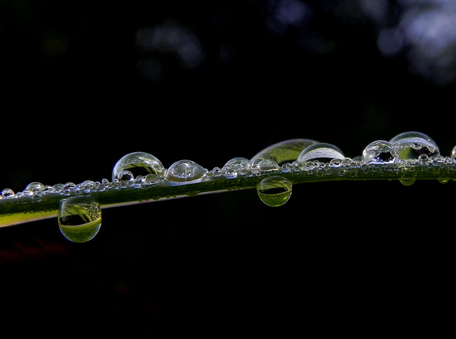 Reflexionen im Morgentau