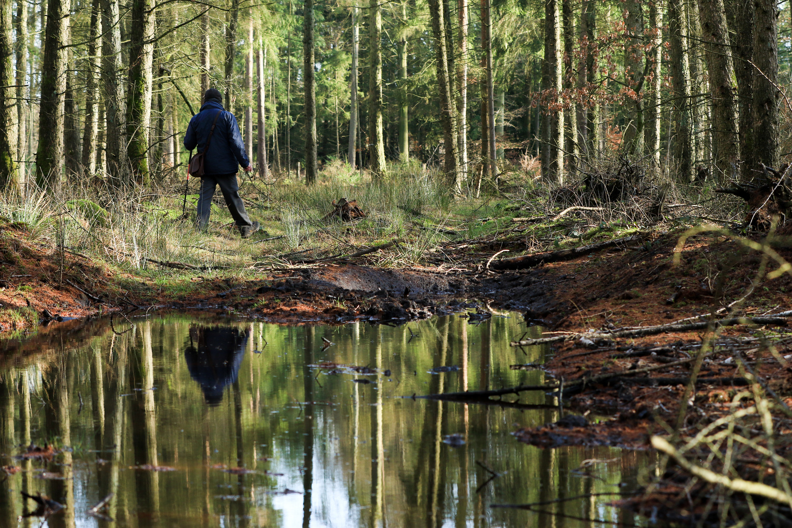 Reflexionen im Wald