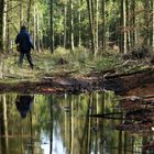 Reflexionen im Wald