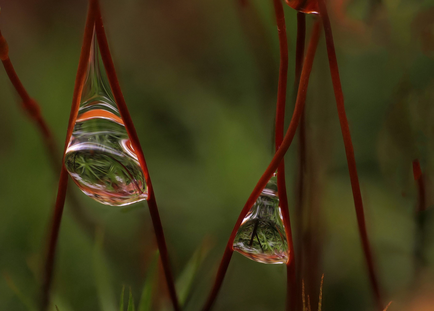 Reflexionen in Wassertropfen