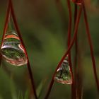 Reflexionen in Wassertropfen