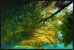 réflexions dans l'eau