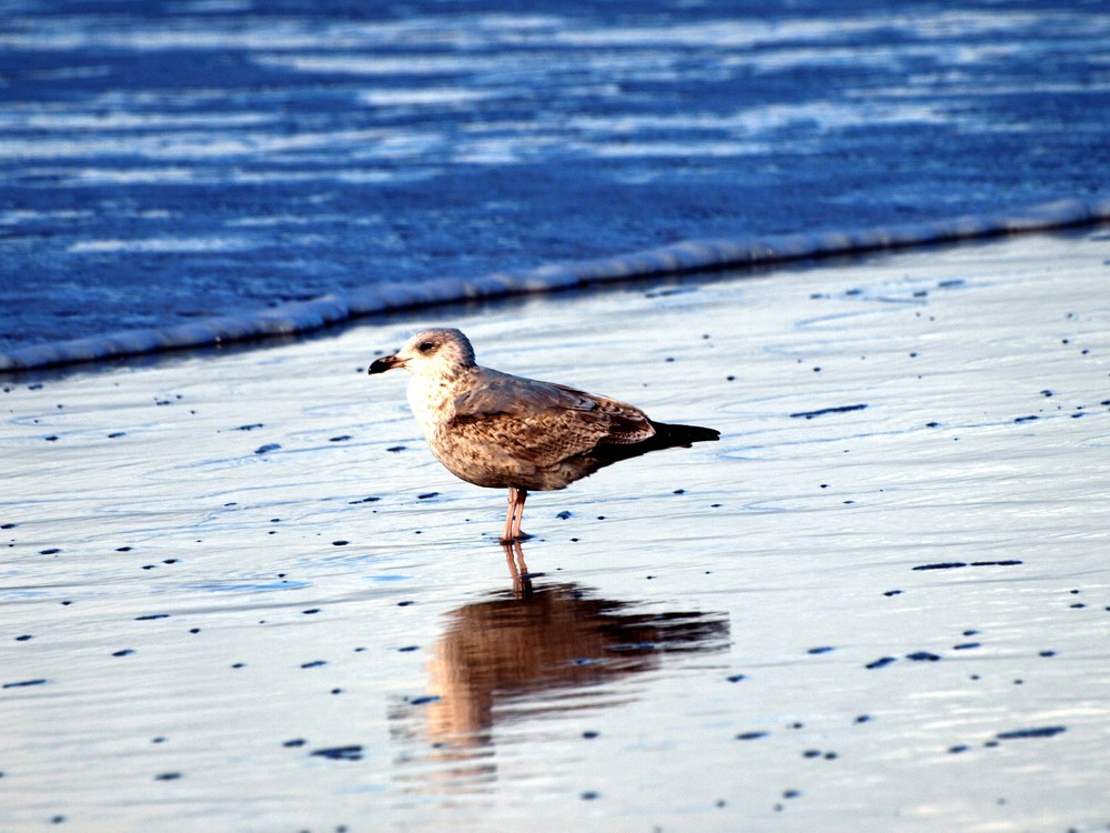 Reflexions-Möwe