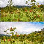 Reforestation at River Tay