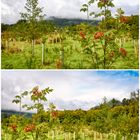 Reforestation at River Tay