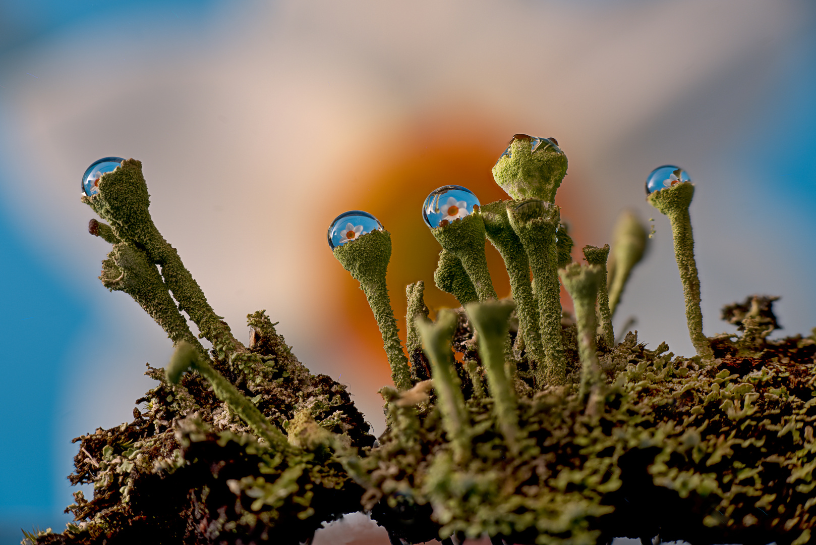 Refraktion im Wassertropfen auf einer Cladonia (Trompetenflechte)