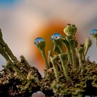 Refraktion im Wassertropfen auf einer Cladonia (Trompetenflechte)