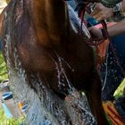 Refrescando al caballo. Raid del Cabrerès 2012
