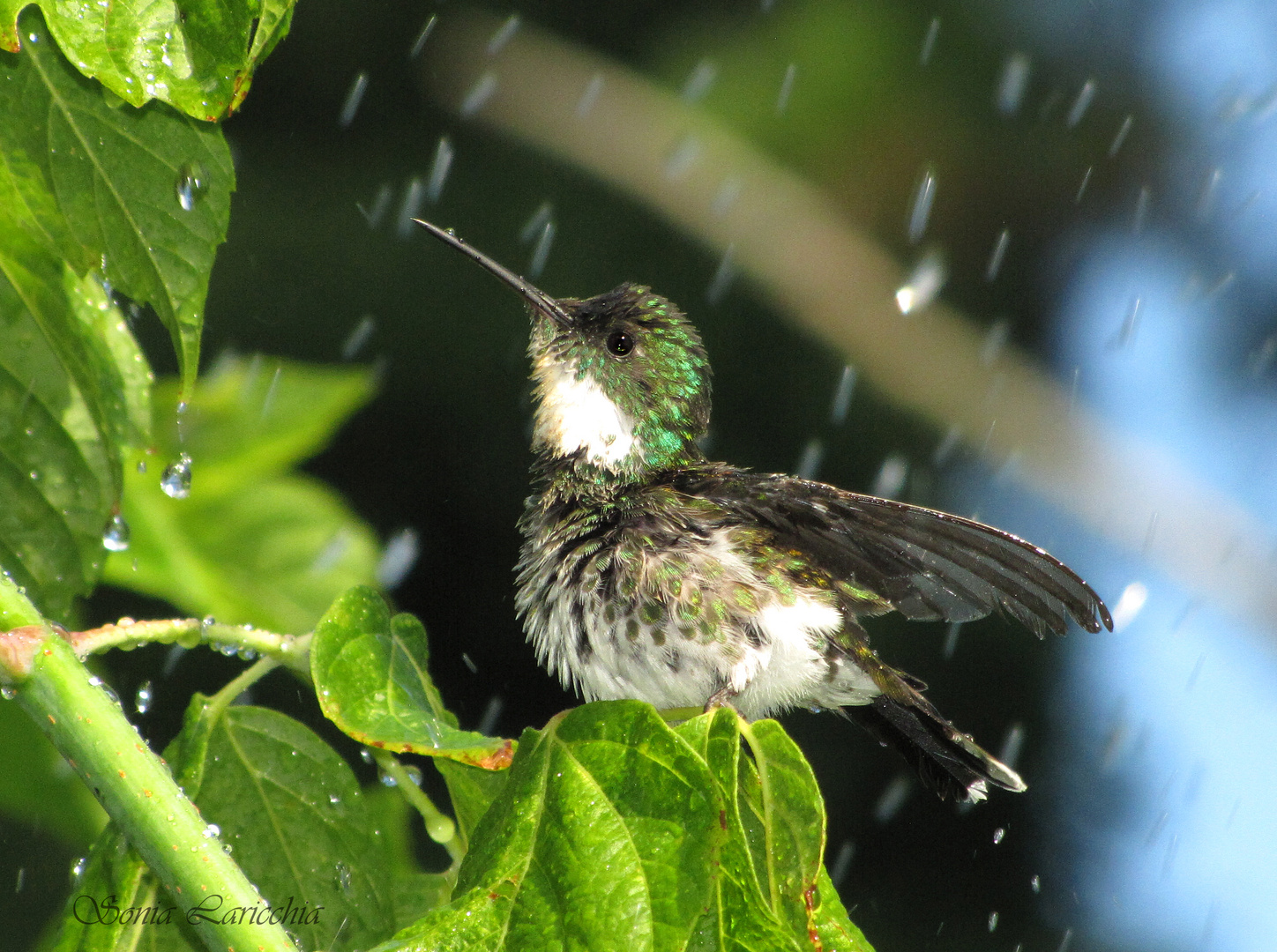 "Refrescandose"