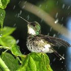 "Refrescandose"