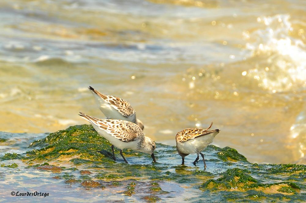 Refrescándose en las rocas