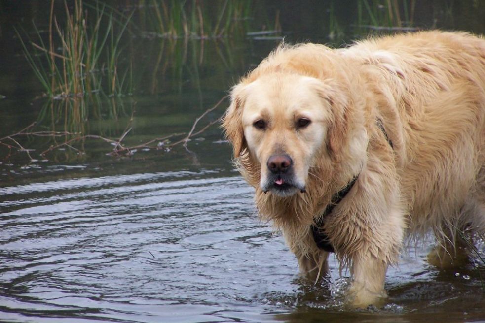 Refreshed dog