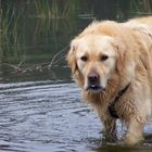 Refreshed dog