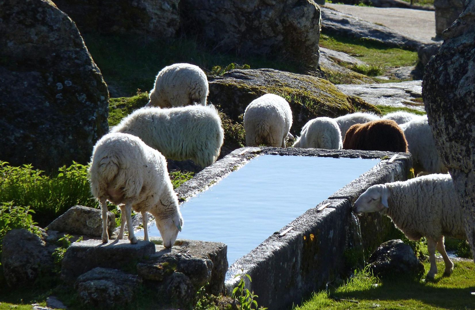 Refrigerio En El Abrevadero Imagen Foto Animales Animales Domesticos Naturaleza Fotos De Fotocommunity